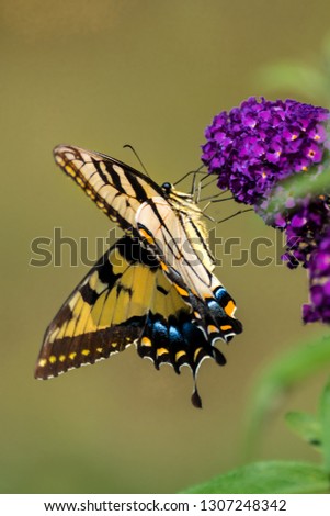 An eastern tiger swallowtail butterfly feeds on flowers of butterfly bush.  Captured with a low angle. 