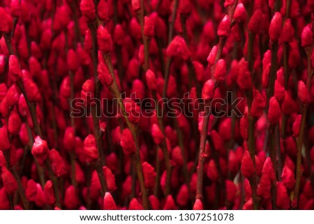 Big red silver willow cut flower