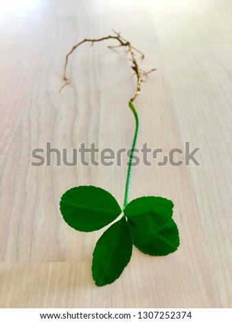 The young green sapling sprout with root on wooden background