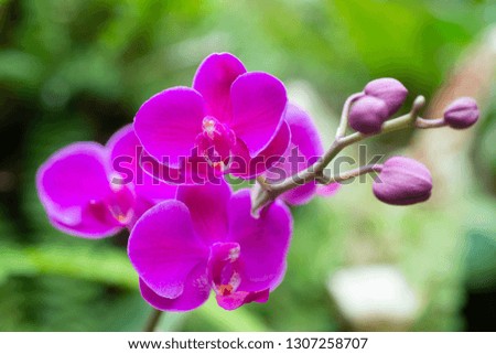 Bright purple Orchids budding in the middle of the garden at sha