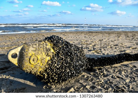 shell on beach, beautiful photo digital picture