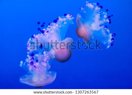 jellyfish in water, beautiful photo digital picture