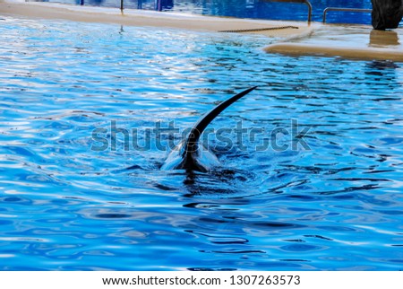 dolphins swimming in pool, beautiful photo digital picture