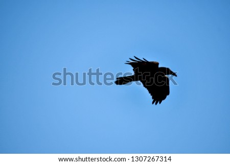 eagle in flight, beautiful photo digital picture