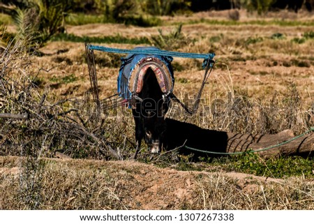 wheelbarrow in field, beautiful photo digital picture