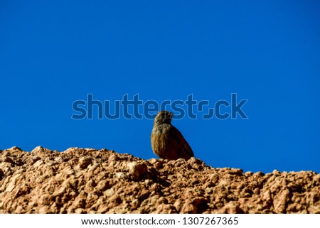 bird on a rock, beautiful photo digital picture