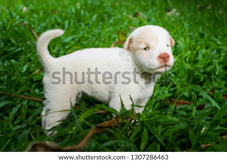 Cute puppies just learn to run, explore the world on the grass in the garden on a nice day.