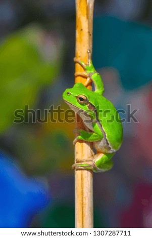 Beautiful Europaean Tree frog Hyla arborea - Stock Image