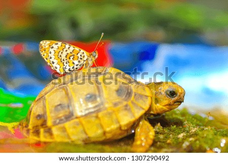 Beautiful Closeup butterfly on turtle   