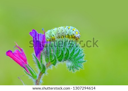 Beautiful   Сaterpillar of swallowtail - Stock Image