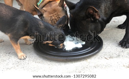 French bulldog puppy and Chihuahua dog eating the yogurt in the black tray, cute dog.