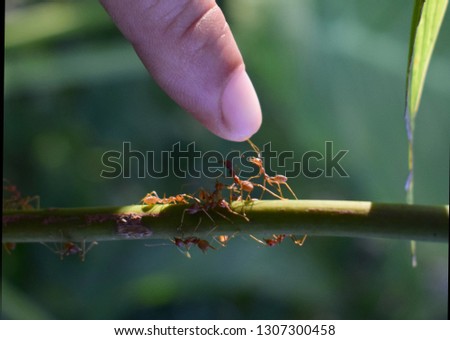 Red ants use the mustache to touch the human fingers.
