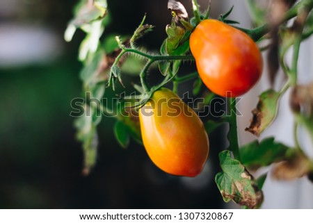 Organically grown ripe tomatoes. Selective focus. Copy space.
