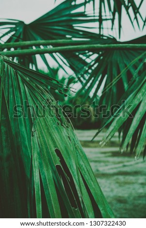 Palm Leaves. Vintage background. Retro toned poster.