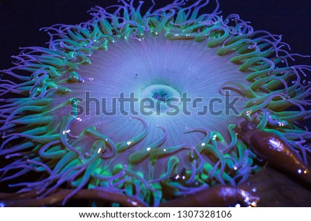 A live sea anemone glowing under the blacklight in salt water.