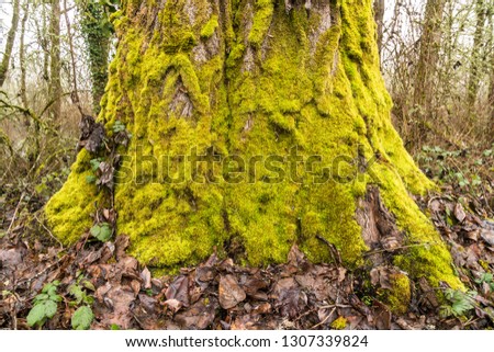 Bright yellow green moss growing on the trunk of a large tree during winter.