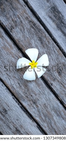 Plumeria flowers that fall on old wooden floors - Image