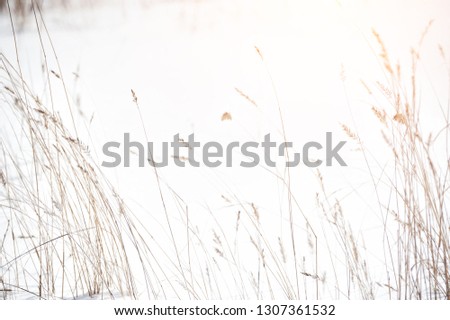 Dry grasses in the snow in winter forest. Macro image, shallow depth of field. Abstract winter background.