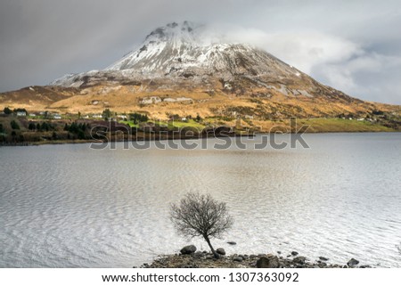 A picture of Errigal Mountain in Donegal Ireland taken in winter. In the forground is a small tree on the edge of a lake