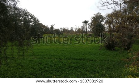 tree and grass picture