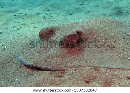 Stingray (Taeniura) covered with sand on the sea bottom. Underwater animal, head detail. Scuba diving with tropical aquatic life. Masked fish predator.