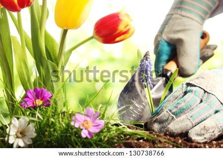Planting Flowers in a garden Royalty-Free Stock Photo #130738766