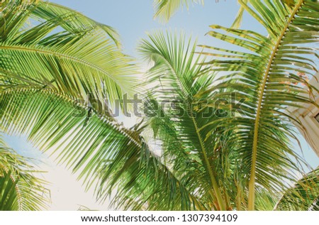 asian tropical jungle. Palm leaves. Dark green palm foliage