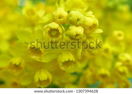 Мahonia aquifolium.Mahonia yellow flowers macro background. Useful plants. Homeopathy.Yellow floral plant background.Yellow flowers mahonia close up