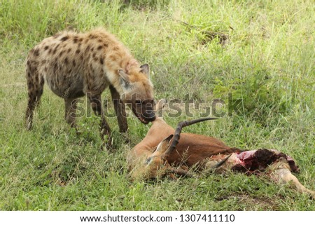 Hyena eating in the wild