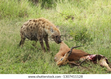 Hyena eating in the wild
