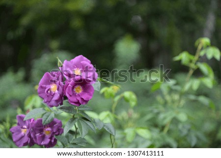Purple roses in the garden Meaning of love, suitable for Valentine's Day and various festivals