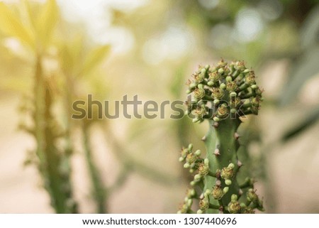 Cactus with leaf cactus on blurred nature background 