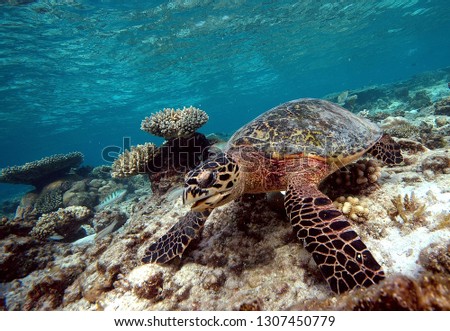 Sea turtle on blue background