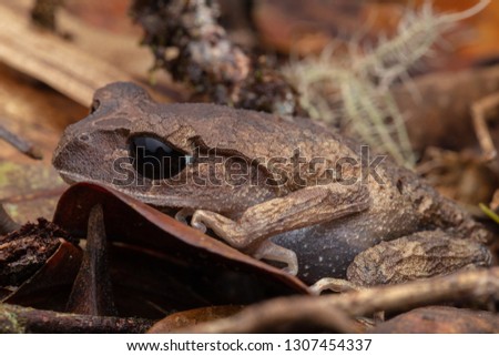 Nature view of litter frog of Borneo, Close-up of beautiful frog of Borneo
