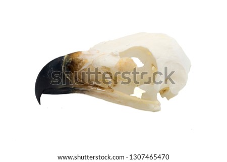 Golden Eagle (Aquila chrysaetos) Bird skull with white background