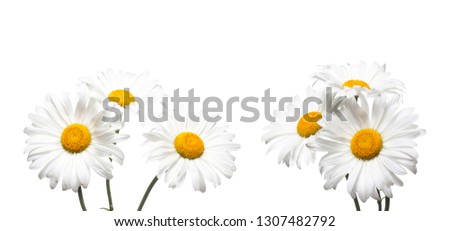 White chamomile, beautiful flowers collage isolated on white background