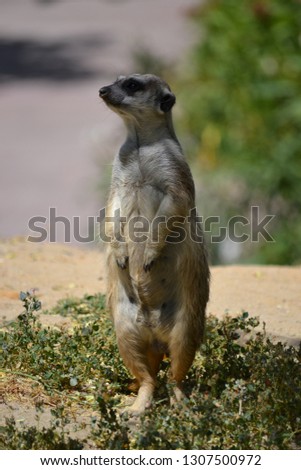 Sympathetic meerkat standing in the grass