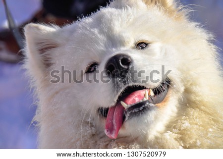Detail picture of samoyed head. The Samoyed is a breed of large herding dog, from the spitz group. It takes its name from the Samoyedic peoples of Siberia. Winter freezing weather. 