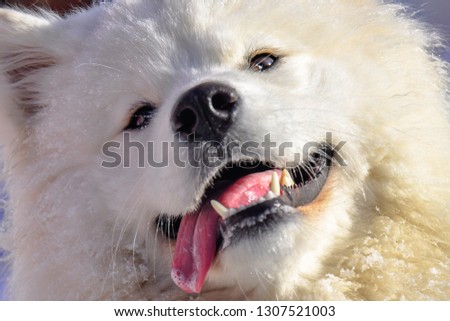 Detail picture of samoyed head. The Samoyed is a breed of large herding dog, from the spitz group. It takes its name from the Samoyedic peoples of Siberia. Winter freezing weather. 