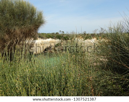 Mediterranean vegetation on th Great Ocean Road  - Victoria
