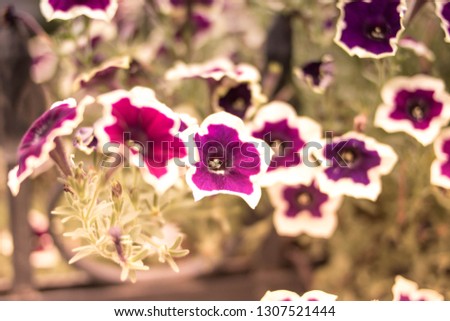 Flowers of petunias