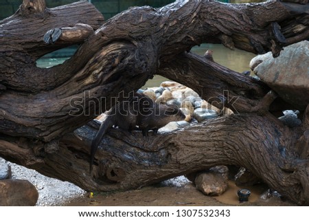 Little otter in zoo park on wooden surface , climbing