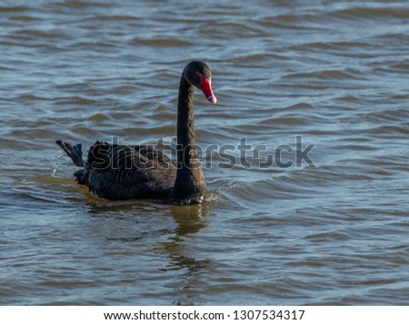 Single Black Swan