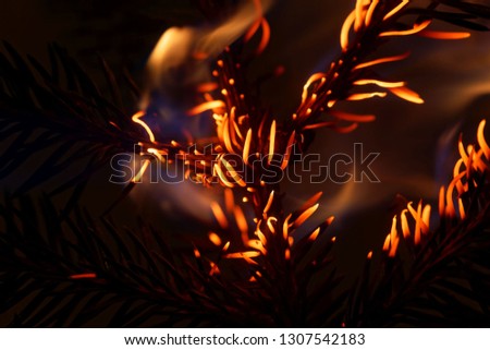 Macro photo of burning and glowing pine needles with a dark background. 