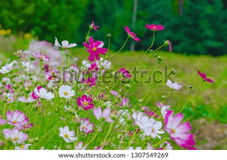 Beautiful white and pink kosmey flowers on a meadow with a blurred background.