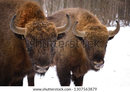 European wisent in winter in natural habitat. Representatives of wild European bulls in the winter forest. Brown European Bison (Bison Bonasus) in winter