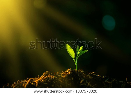 Seedling are growing in the soil with backdrop of the sunlight.Planting trees to reduce global warming.