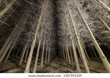 Straight alley in the fir forest at night.