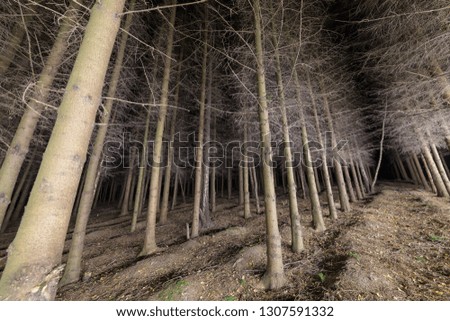 Straight alley in the fir forest at night.