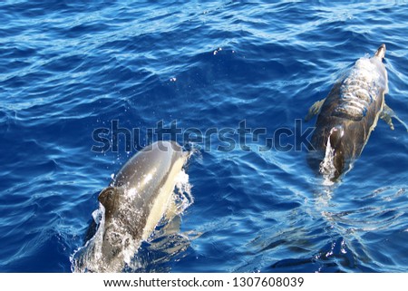 Dolphins in the Atlantic ocean Royalty-Free Stock Photo #1307608039
